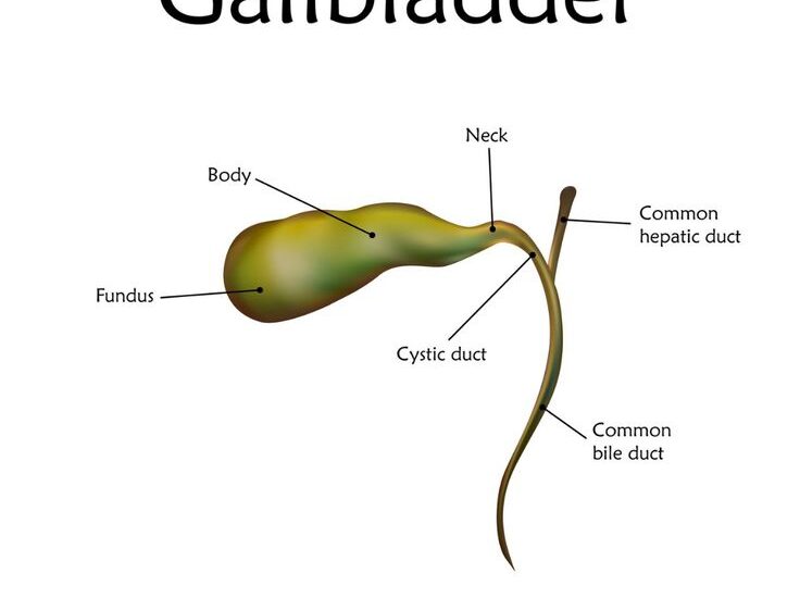 gall bladder