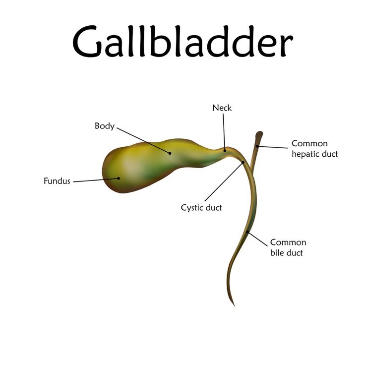 gall bladder